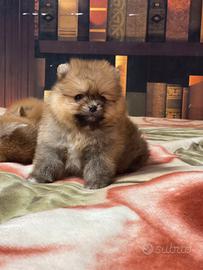 Cuccioli Spitz nano Pomerania