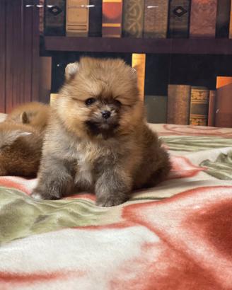 Cuccioli Spitz nano Pomerania