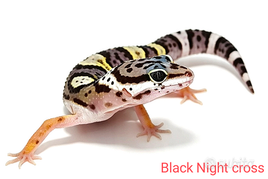 Geco leopardino baby Tangerine, Bold, Black Night