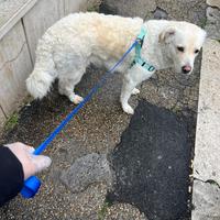 Un labrador retriever di 3anni femmina