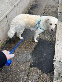 Un labrador retriever di 3anni femmina