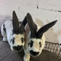 Conigli papillon gigante pezzato