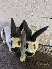 Conigli papillon gigante pezzato