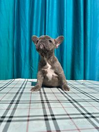 Cucciola di Bulldog francese Blu