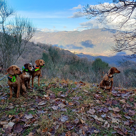 Segugio dell' Appennino