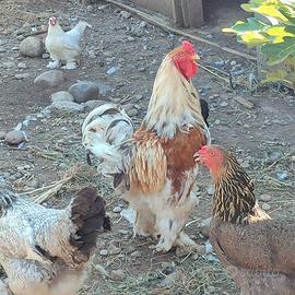 Galli brahma