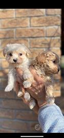 Cuccioli di Maltipoo