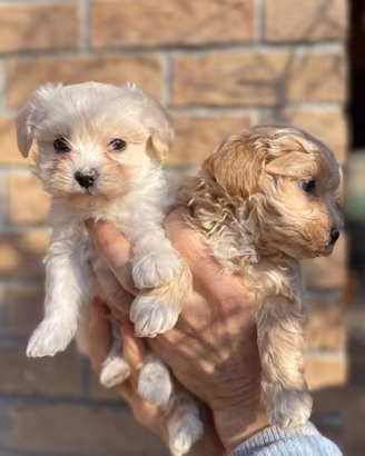 Cuccioli di Maltipoo