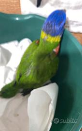 Pappagallo Lory arcobaleno
