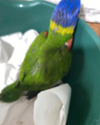 Pappagallo Lory arcobaleno