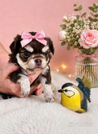 Cucciola di chihuahua
