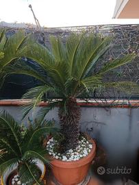 Cicas (femmine) piante grasse.