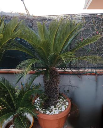 Cicas (femmine) piante grasse.