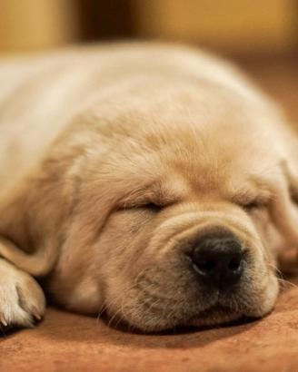 Cuccioli labrador