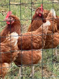 Gallina