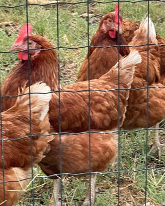 Gallina