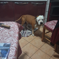Amstaff di 2 anni per monta