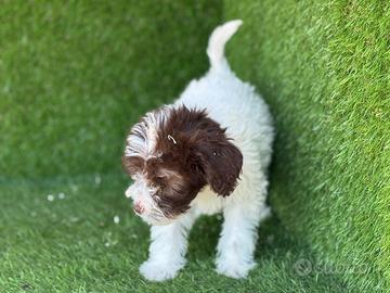 Lagotto