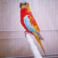 Neophema Pulchella, e diamante pappagallo