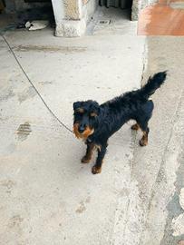 Jagdterrier maschio 5 anni circa
