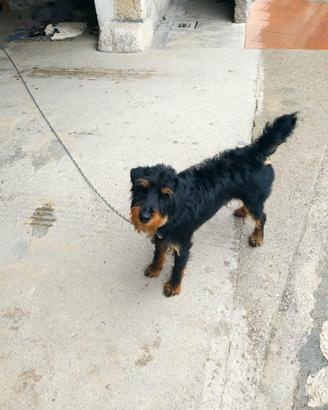 Jagdterrier maschio 5 anni circa