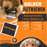 Cuccioli selezionati di golden retriever