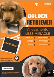 Cuccioli selezionati di golden retriever
