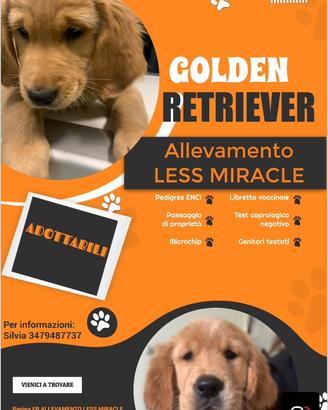 Cuccioli selezionati di golden retriever