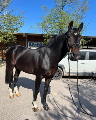 Vendita cavallo