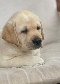 Labrador Retriever cuccioli con Pedigree