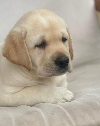 Labrador Retriever cuccioli con Pedigree
