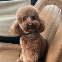 Barboncino maschio 2 anni