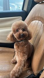 Barboncino maschio 2 anni