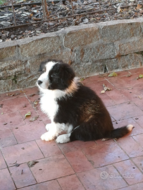 Border collie con pedigree
