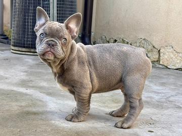 Bulldog francese