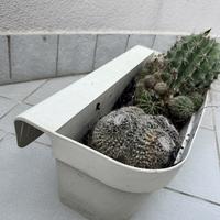 Vaso da terrazzo sospeso e piante Cactus