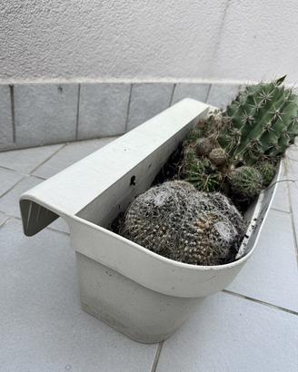 Vaso da terrazzo sospeso e piante Cactus