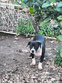 American Bully