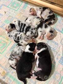 Cuccioli pastore australiano