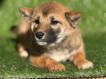 Shiba Inu