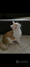 Gatto rosso e bianco