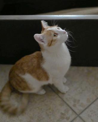 Gatto rosso e bianco