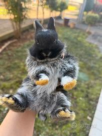 Cuccioli di coniglio