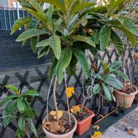 piante tipiche macchia mediterranea fichi nespolo 