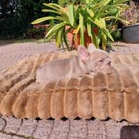 Cucciolo bulldog francese esotico big rope