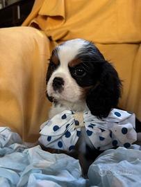 Maschietto cavalier king