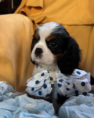 Maschietto cavalier king
