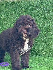 Lagotto romagnolo