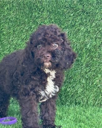 Lagotto romagnolo