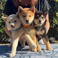 Cucciolo/a SHIBA inu